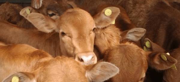 肉牛一天吃多少精料_养殖问答