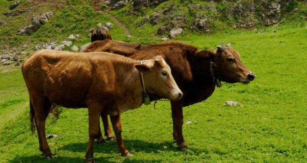 肉牛能喂猪油吗_养殖问答
