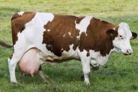 母牛淌清是不是打栏?_养牛