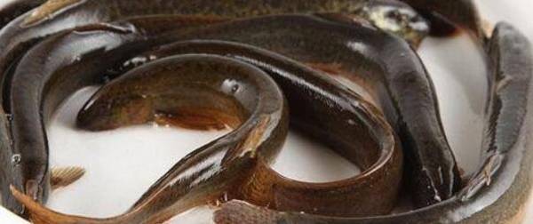 泥鳅是否可以吃鱼饲料_养殖问答