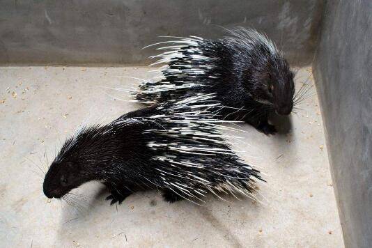 �����˹���ֳ��ʮ��ע������_������ֳ