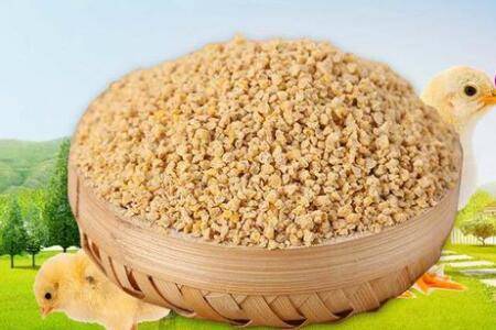 小鸡多长时间换中鸡料_养鸡