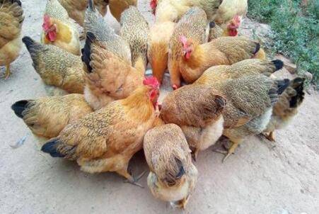 3个月土鸡能长多少斤_养鸡