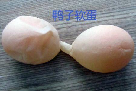 鸭子下软壳蛋什么原因_养鸭
