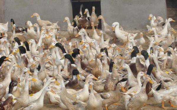 圈养蛋鸭的补钙要求_养鸭