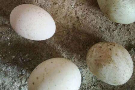 鸭子下软壳蛋怎么办_养鸭