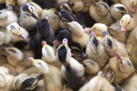 1-7天的鸭苗喂什么药_养鸭