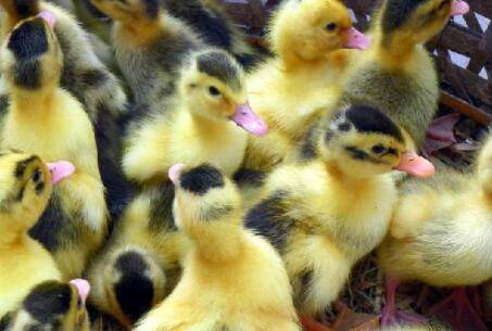 1-7天的鸭苗喂什么药_养鸭