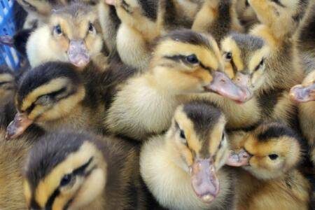 1-7天的鸭苗喂什么药_养鸭