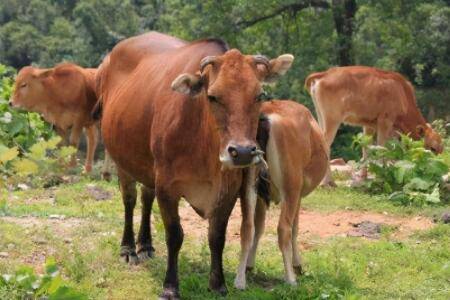 怎么看牛年龄,常用口诀看一看_养牛