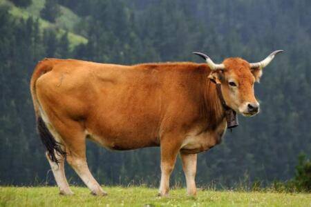 牛人工授精的最佳时期,牛人工授精的注意事项_养牛