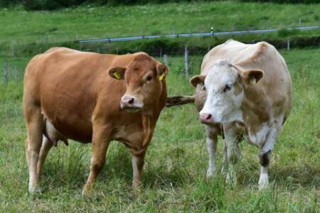 怎么看牛年龄,常用口诀看一看_养牛