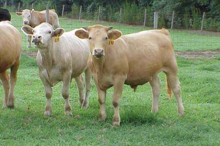 牛人工授精的最佳手法_养牛