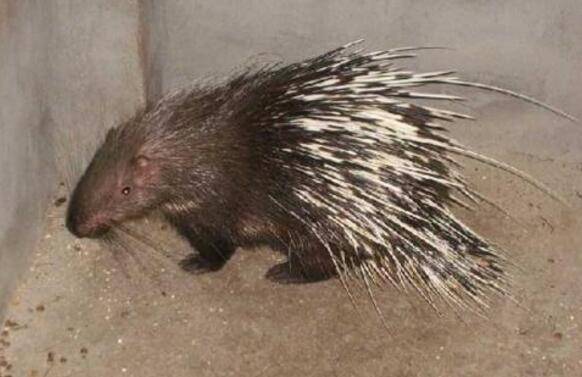 野生豪猪的三种驯化方式_豪猪养殖