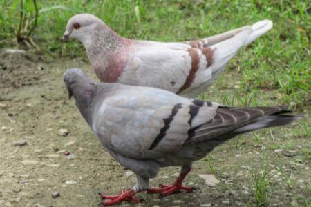 鸽子换羽期吃什么饲料,换羽期是否喜欢光照_养鸽