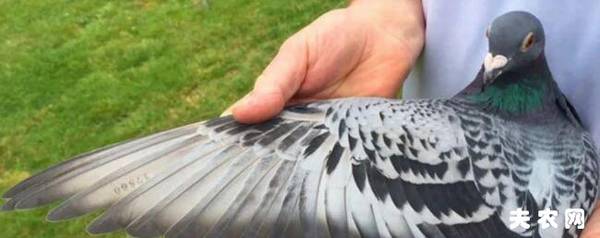 鸽子什么时候换羽?_养殖问答