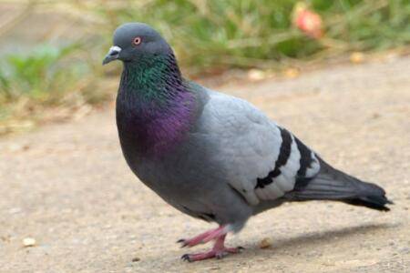 鸽子眼睛流泪怎么办,喂什么药?_养鸽