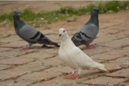 鸽子贝壳粉多长时间喂一次_养鸽