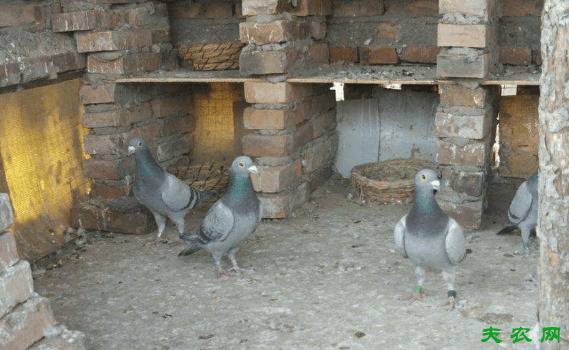鸽子一天喂几次好,鸽子的喂食时间规律_养鸽