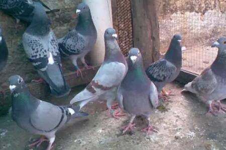 肉鸽好养吗,养肉鸽要注意哪些问题_养鸽