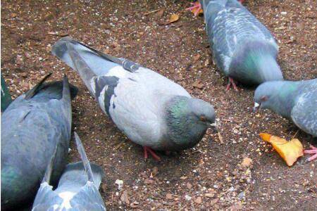 肉鸽好养吗,养肉鸽要注意哪些问题_养鸽