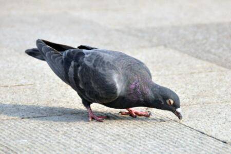 肉鸽好养吗,养肉鸽要注意哪些问题_养鸽