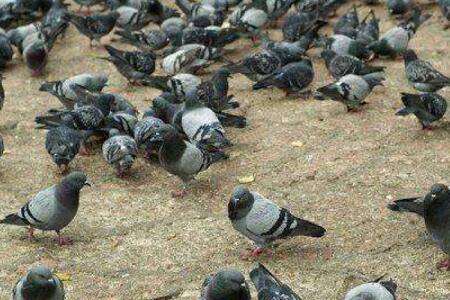 肉鸽好养吗,养肉鸽要注意哪些问题_养鸽