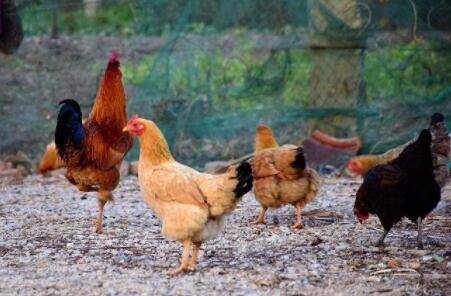 养鸡可以天天喂大蒜?_养鸡