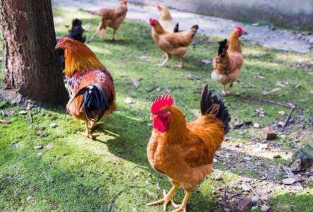 小鸡能喂大蒜水吗?_养鸡