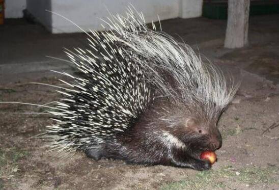 豪猪养殖场的卫生建设问题_豪猪养殖