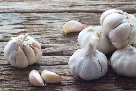 小鸡能喂大蒜水吗?_养鸡