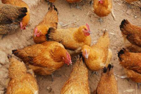 肉鸡能可以喂食板蓝根?_养鸡