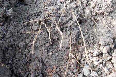 鸡粪有机肥适用于哪些农作物_养鸡