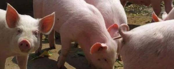 泔水喂猪有什么危害_养殖问答