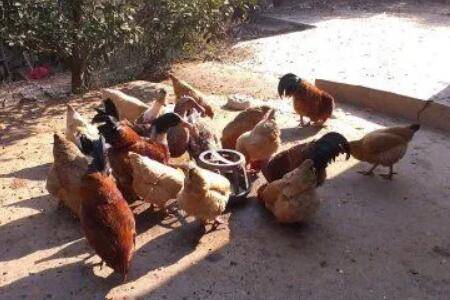 蛋鸡自配料配方参考_养鸡