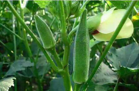 打农药最佳温度多少合适_种植问答