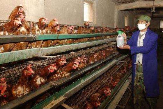 鸡舍带鸡消毒用哪些药_养鸡