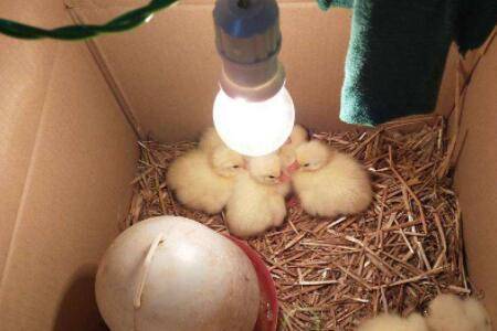 鹅蛋孵化温度和湿度多少合适_养鹅