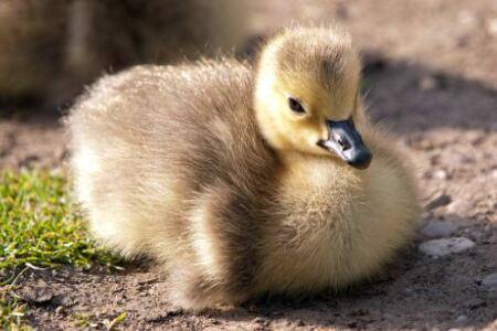 小鹅怎么提高成活率_养鹅