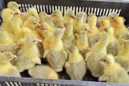 小鹅多长时间长羽毛_养鹅