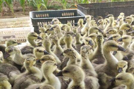 狮头鹅小苗的鉴定方法_养鹅