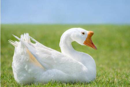 大鹅寿命一般多长_养鹅