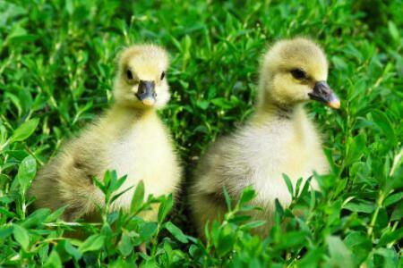 鹅苗孵化多少天能出壳_养鹅