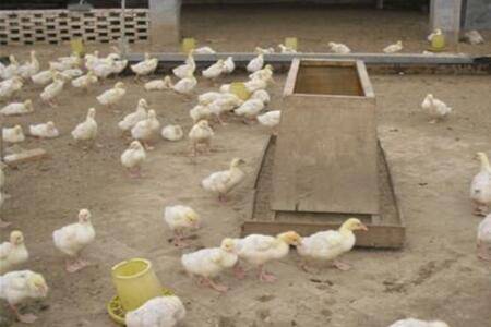 小鹅破壳后多久开始喝水_养鹅