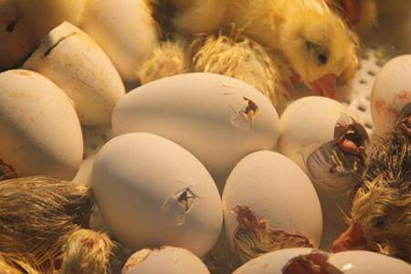 小鹅破壳后多久出来_养鹅