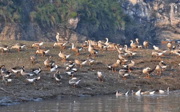 鉴别雏鹅雌雄的四种方法_养鹅