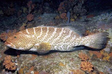 深海鱼类有哪些_养鱼