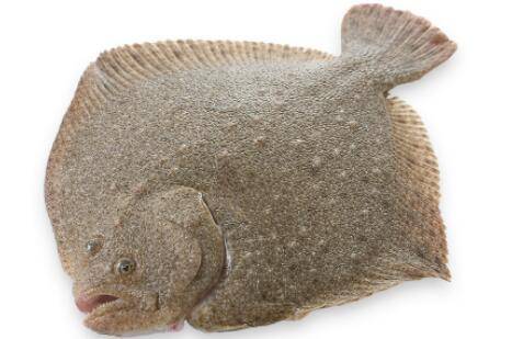 深海鱼类有哪些_养鱼