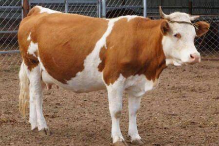 牛人工授精的最佳时期,牛人工授精的注意事项_养牛