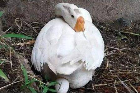 鹅吃什么饲料下蛋多_养鹅